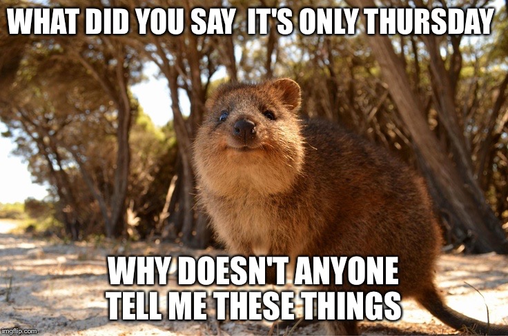 cute aussie animals | WHAT DID YOU SAY  IT'S ONLY THURSDAY WHY DOESN'T ANYONE TELL ME THESE THINGS | image tagged in cute aussie animals | made w/ Imgflip meme maker