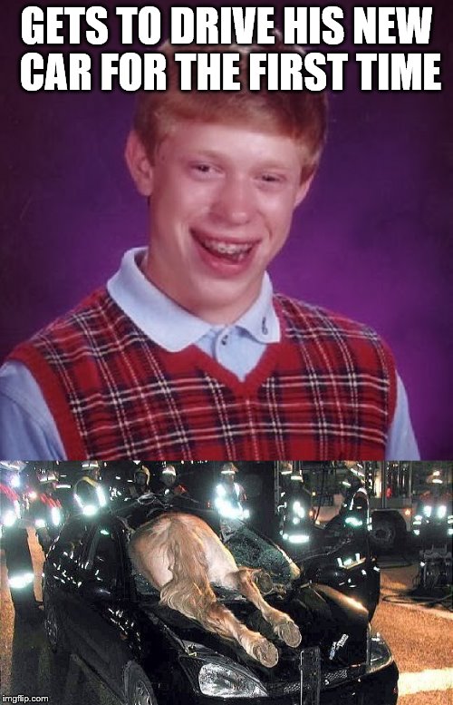 Brian's car | GETS TO DRIVE HIS NEW CAR FOR THE FIRST TIME | image tagged in bad luck brian,horse,car | made w/ Imgflip meme maker