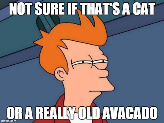 Futurama Frying Pan | NOT SURE IF THAT'S A CAT OR A REALLY OLD AVACADO | image tagged in memes,futurama fry,cat,cats,fruit,funny memes | made w/ Imgflip meme maker
