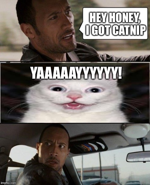 The Rock Driving | HEY HONEY, I GOT CATNIP YAAAAAYYYYYY! | image tagged in memes,the rock driving | made w/ Imgflip meme maker
