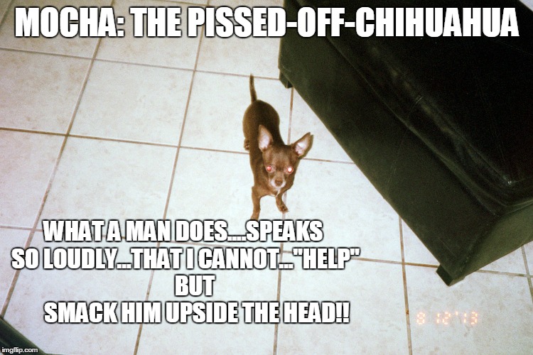 Mocha: The Pissed-Off-Chihuahua | MOCHA: THE PISSED-OFF-CHIHUAHUA WHAT A MAN DOES....SPEAKS SO LOUDLY...THAT I CANNOT..."HELP"          BUT           SMACK HIM UPSIDE THE HEA | image tagged in funny chihuahua,dogs,funny memes | made w/ Imgflip meme maker