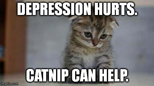 (Cymbalta parody) | DEPRESSION HURTS. CATNIP CAN HELP. | image tagged in sad kitten | made w/ Imgflip meme maker
