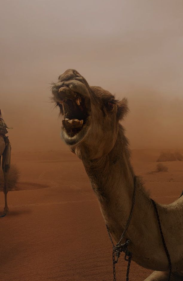 Camel Yell Blank Meme Template