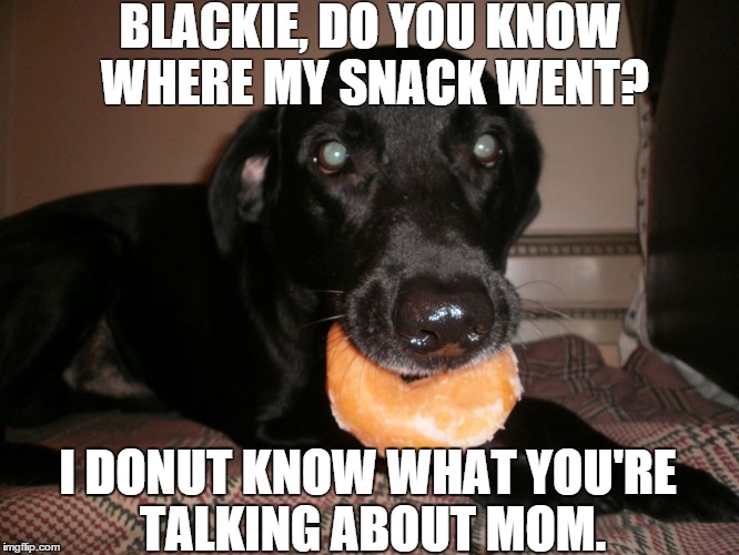Naughty Dog | BLACKIE, DO YOU KNOW WHERE MY SNACK WENT? I DONUT KNOW WHAT YOU'RE TALKING ABOUT MOM. | image tagged in naughty dog,donut,lab,puns | made w/ Imgflip meme maker