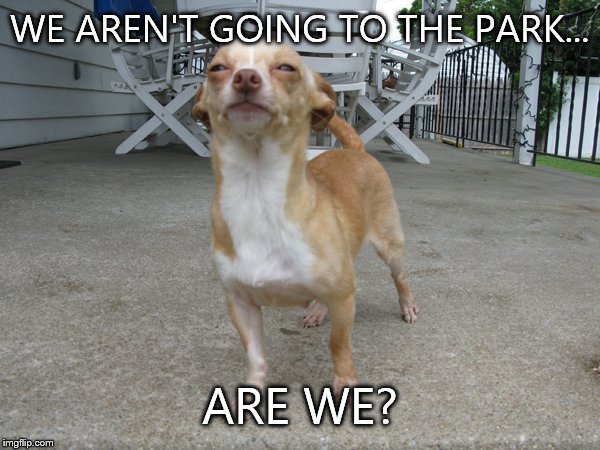 Suspicious Sparky  | WE AREN'T GOING TO THE PARK... ARE WE? | image tagged in dog,suspicious | made w/ Imgflip meme maker