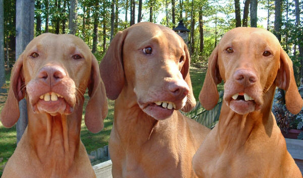 High Quality redneck dog teeth Blank Meme Template