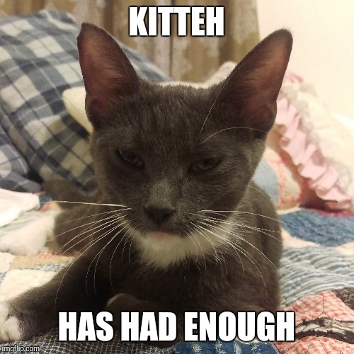 Disgruntled Kitty | KITTEH HAS HAD ENOUGH | image tagged in kittens,themostinterestingcatintheworld,cat,cats,disgruntled,annoyed | made w/ Imgflip meme maker