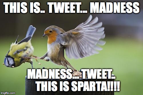 Bird Sparta | THIS IS.. TWEET... MADNESS MADNESS... TWEET..      THIS IS SPARTA!!!! | image tagged in bird sparta | made w/ Imgflip meme maker