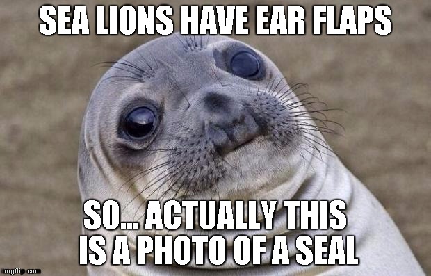 Awkward Moment SEAL | SEA LIONS HAVE EAR FLAPS SO... ACTUALLY THIS IS A PHOTO OF A SEAL | image tagged in memes,awkward moment sealion | made w/ Imgflip meme maker
