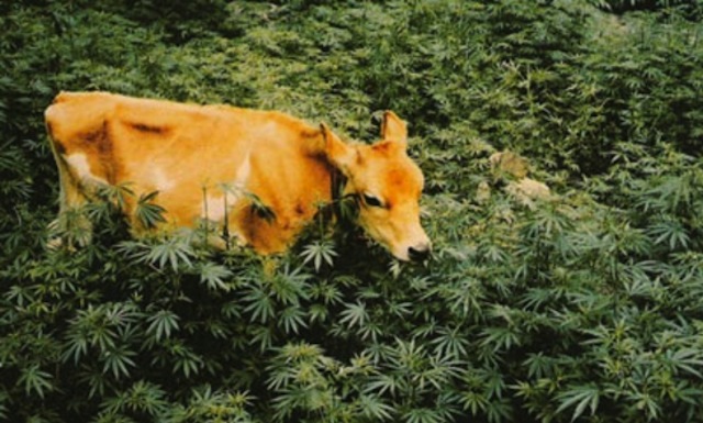High Quality Cow in marijuana field Blank Meme Template