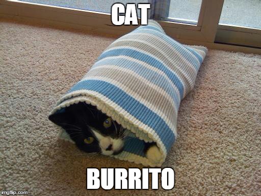 CAT BURRITO | image tagged in aww,cats,cute | made w/ Imgflip meme maker