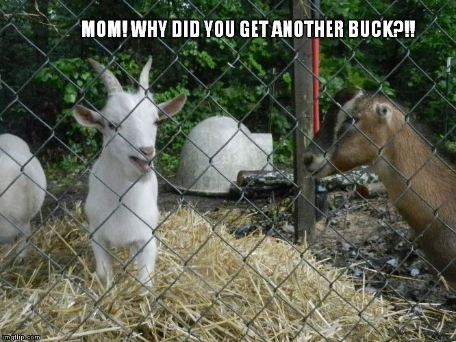 MOM! WHY DID YOU GET ANOTHER BUCK?!! | image tagged in goats,goat,angry goat | made w/ Imgflip meme maker