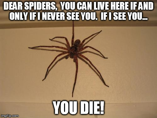 If I see you, you die! | DEAR SPIDERS, YOU CAN LIVE HERE IF AND ONLY IF I NEVER SEE YOU. IF I SEE YOU... YOU DIE! | image tagged in spider,creapy,dangerous,phobia | made w/ Imgflip meme maker