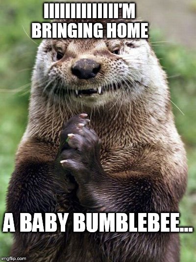 Evil Otter Meme | IIIIIIIIIIIIII'M BRINGING HOME A BABY BUMBLEBEE... | image tagged in memes,evil otter | made w/ Imgflip meme maker