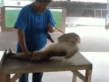 pwe9.gif