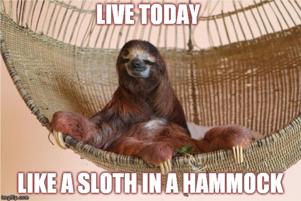 Sloth Hammock | LIVE TODAY LIKE A SLOTH IN A HAMMOCK | image tagged in sloth hammock | made w/ Imgflip meme maker