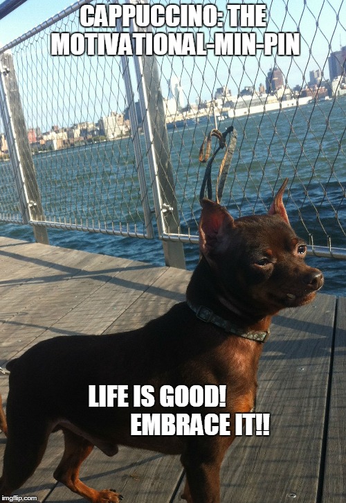 Cappuccino: The Motivational-Min-Pin | CAPPUCCINO: THE MOTIVATIONAL-MIN-PIN LIFE IS GOOD!                 EMBRACE IT!! | image tagged in funny dogs,funny memes | made w/ Imgflip meme maker