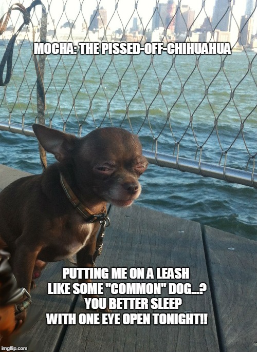 Mocha: The Pissed-Off-Chihuahua | MOCHA: THE PISSED-OFF-CHIHUAHUA PUTTING ME ON A LEASH LIKE SOME "COMMON" DOG...?      YOU BETTER SLEEP WITH ONE EYE OPEN TONIGHT!! | image tagged in funny chihuahua,funny dogs,funny meme,funny memes | made w/ Imgflip meme maker