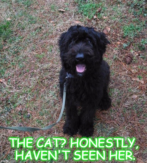 THE CAT? HONESTLY, HAVEN'T SEEN HER. | image tagged in dog joke | made w/ Imgflip meme maker