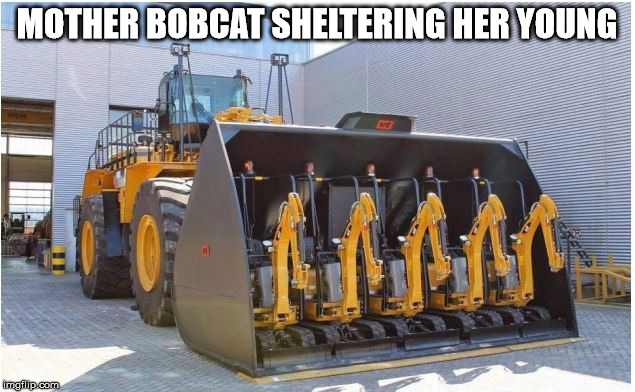 Sheltering her young | MOTHER BOBCAT SHELTERING HER YOUNG | image tagged in bobcat mother sheltering her young | made w/ Imgflip meme maker