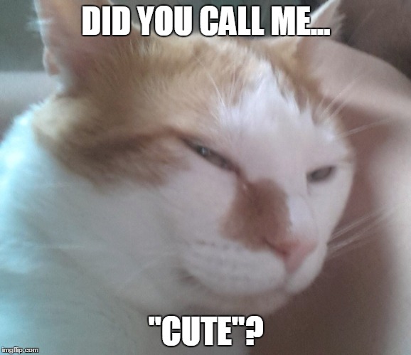 DID YOU? | DID YOU CALL ME... "CUTE"? | image tagged in puggy,funny cat,angry cat,cat,cute cat,did you call me | made w/ Imgflip meme maker
