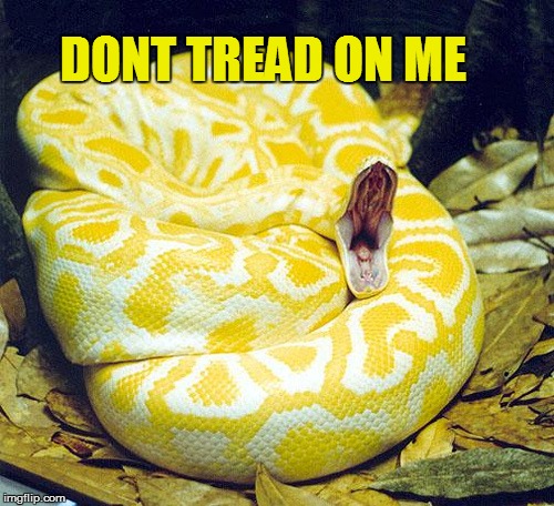 Dont Tread On Me | DONT TREAD ON ME | image tagged in dont tread on me,tea party,political,snake,meme,political meme | made w/ Imgflip meme maker