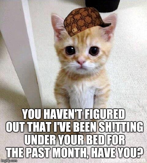 Cute Cat | YOU HAVEN'T FIGURED OUT THAT I'VE BEEN SH!TTING UNDER YOUR BED FOR THE PAST MONTH, HAVE YOU? | image tagged in memes,cute cat,scumbag | made w/ Imgflip meme maker