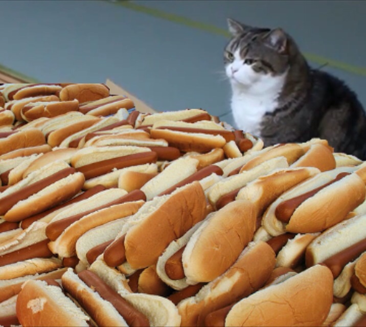 High Quality Cat Hot Dogs Blank Meme Template
