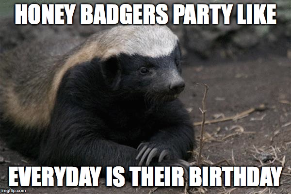 Honey badger birthday | HONEY BADGERS PARTY LIKE EVERYDAY IS THEIR BIRTHDAY | image tagged in honey badger birthday | made w/ Imgflip meme maker