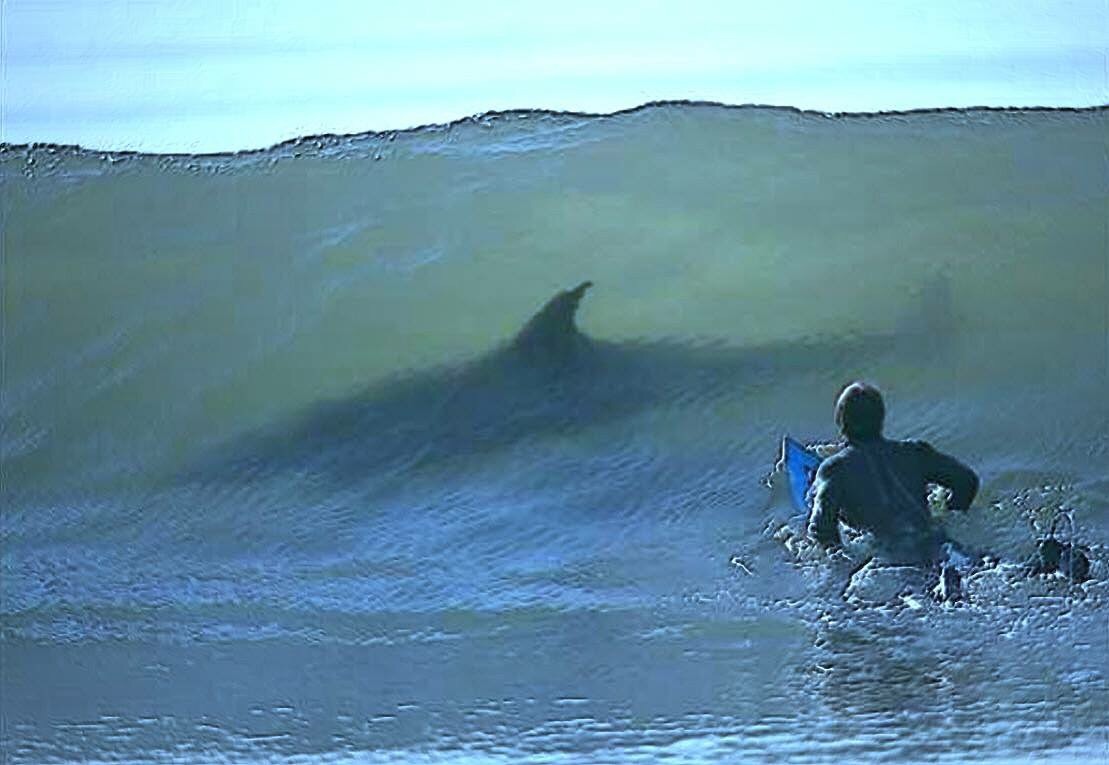 Shark surfer Blank Meme Template