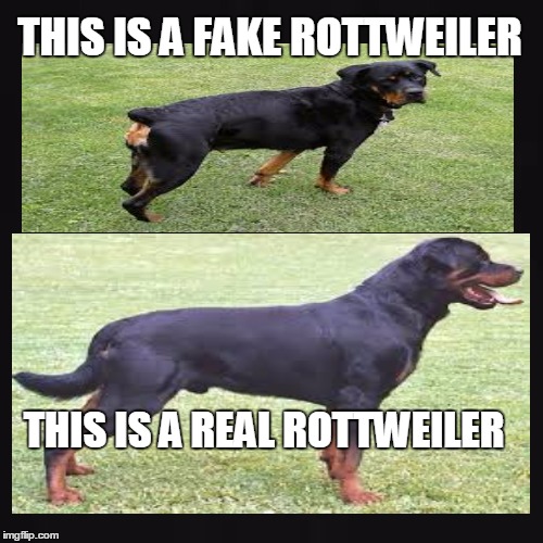 Rottweiler | THIS IS A FAKE ROTTWEILER THIS IS A REAL ROTTWEILER | image tagged in dogs,really,animals | made w/ Imgflip meme maker