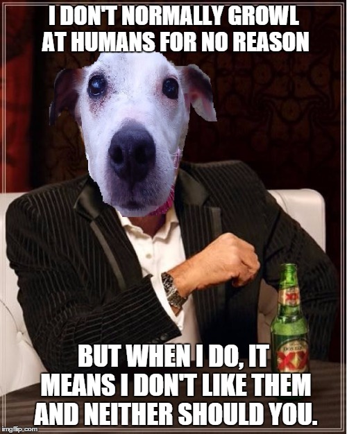 Trust your Dog | I DON'T NORMALLY GROWL AT HUMANS FOR NO REASON BUT WHEN I DO, IT MEANS I DON'T LIKE THEM AND NEITHER SHOULD YOU. | image tagged in the most interesting dog in the world | made w/ Imgflip meme maker