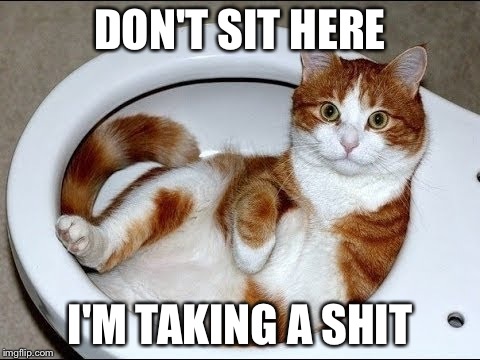 Toilet Cat | DON'T SIT HERE I'M TAKING A SHIT | image tagged in toilet cat | made w/ Imgflip meme maker