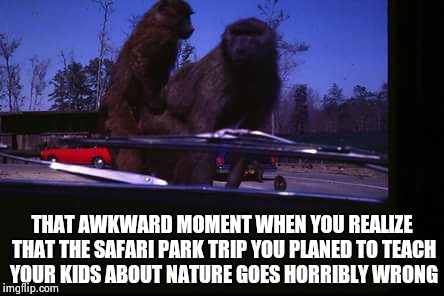 THAT AWKWARD MOMENT WHEN YOU REALIZE THAT THE SAFARI PARK TRIP YOU PLANED TO TEACH YOUR KIDS ABOUT NATURE GOES HORRIBLY WRONG | image tagged in fing monkeys,memes | made w/ Imgflip meme maker