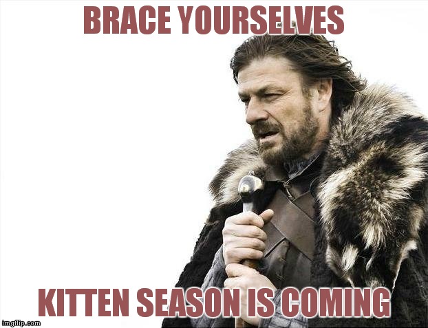 Brace Yourselves X is Coming Meme | BRACE YOURSELVES KITTEN SEASON IS COMING | image tagged in memes,brace yourselves x is coming | made w/ Imgflip meme maker
