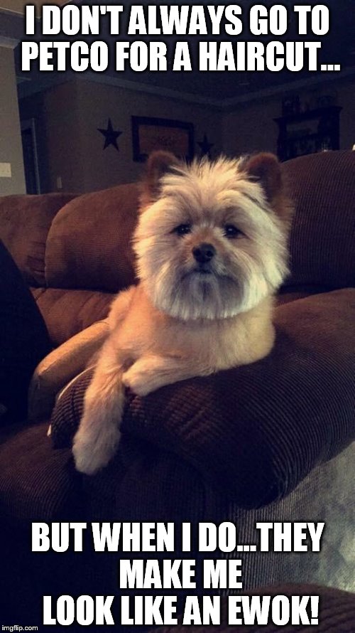 I DON'T ALWAYS GO TO PETCO FOR A HAIRCUT... BUT WHEN I DO...THEY MAKE ME LOOK LIKE AN EWOK! | image tagged in dog41 | made w/ Imgflip meme maker