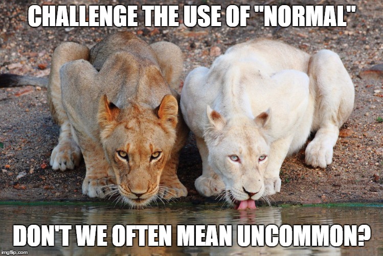 Normal Uncommon | CHALLENGE THE USE OF "NORMAL" DON'T WE OFTEN MEAN UNCOMMON? | image tagged in normal,uncommon,lioness,lion,white,albino | made w/ Imgflip meme maker