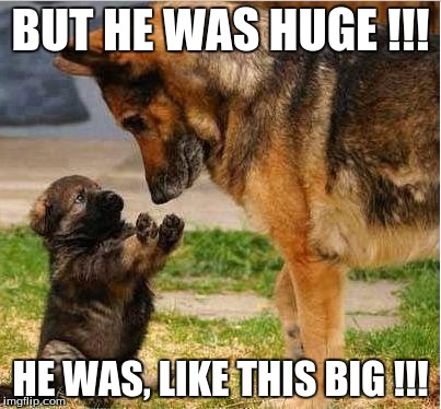 BUT HE WAS HUGE !!! HE WAS, LIKE THIS BIG !!! | image tagged in funny dogs | made w/ Imgflip meme maker
