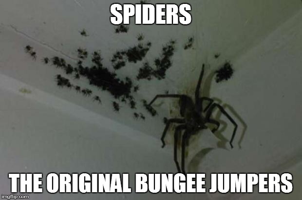 Spider Family | SPIDERS THE ORIGINAL BUNGEE JUMPERS | image tagged in spider family | made w/ Imgflip meme maker