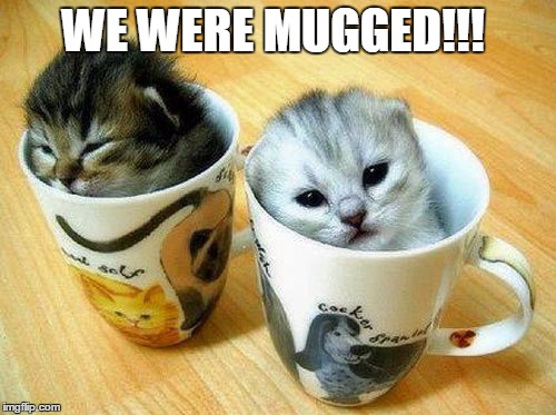 we were mugged | WE WERE MUGGED!!! | image tagged in cats,mugged | made w/ Imgflip meme maker