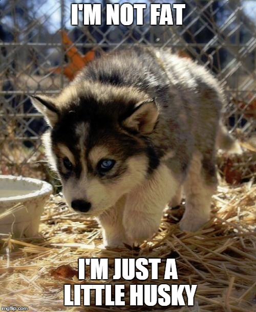 I'M NOT FAT I'M JUST A LITTLE HUSKY | image tagged in little husky,cute dog | made w/ Imgflip meme maker