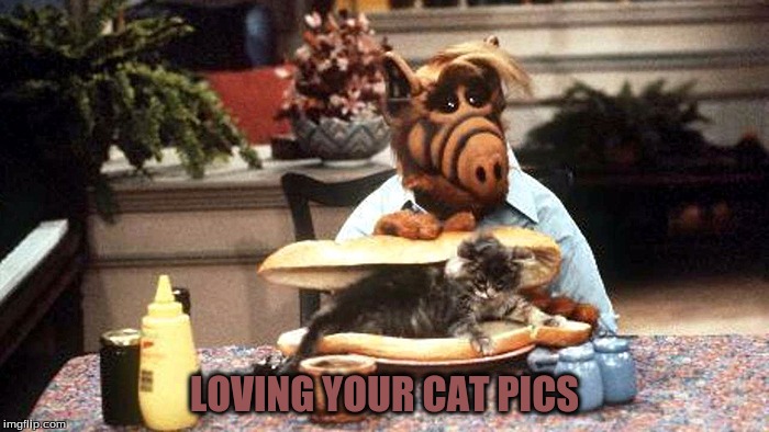 LOVING YOUR CAT PICS | image tagged in cat sandwich | made w/ Imgflip meme maker
