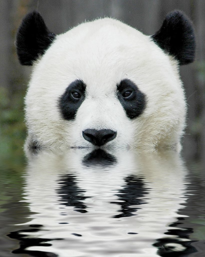 The Pandering Panda Blank Meme Template