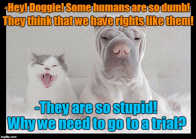 dog and cat annoyed | -Hey! Doggie! Some humans are so dumb! Why we need to go to a trial? They think that we have rights like them! -They are so stupid! | image tagged in dog and cat annoyed | made w/ Imgflip meme maker