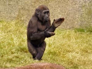 High Quality Clapping gorilla  Blank Meme Template