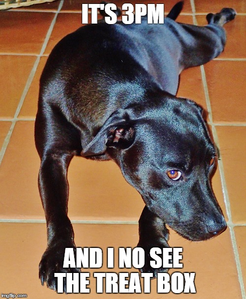 dog treats | IT'S 3PM AND I NO SEE THE TREAT BOX | image tagged in dog fun | made w/ Imgflip meme maker