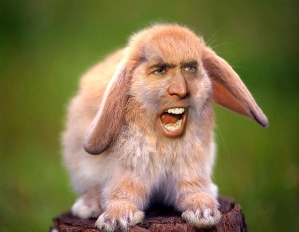 Bunny Nic Cage Blank Meme Template