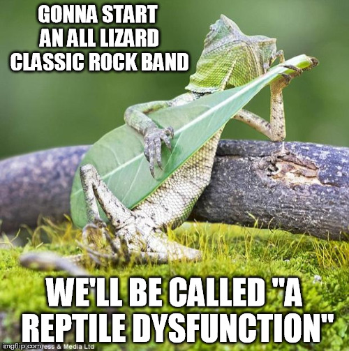 Lizard Music | GONNA START AN ALL LIZARD CLASSIC ROCK BAND WE'LL BE CALLED "A REPTILE DYSFUNCTION" | image tagged in lizard music | made w/ Imgflip meme maker