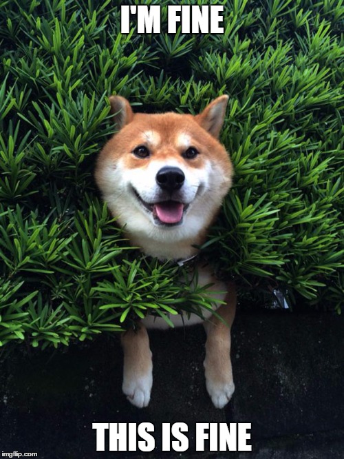 I'M FINE THIS IS FINE | image tagged in shiba itsu no problems | made w/ Imgflip meme maker