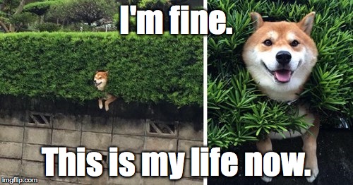 I'm fine | I'm fine. This is my life now. | image tagged in i'm fine,life,now,shiba,inu,doge | made w/ Imgflip meme maker